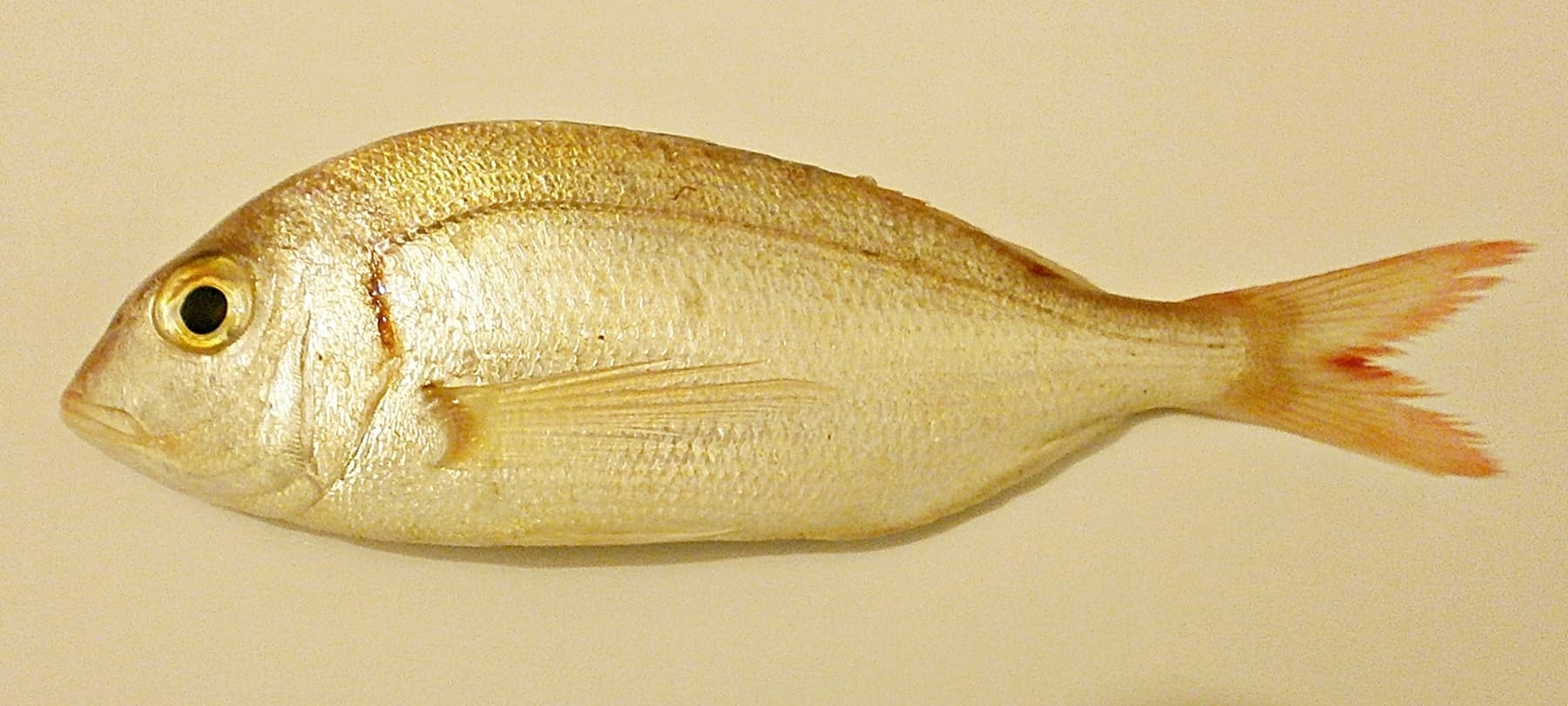 Růžicha červená (arbun) (Pagellus erythrinus)