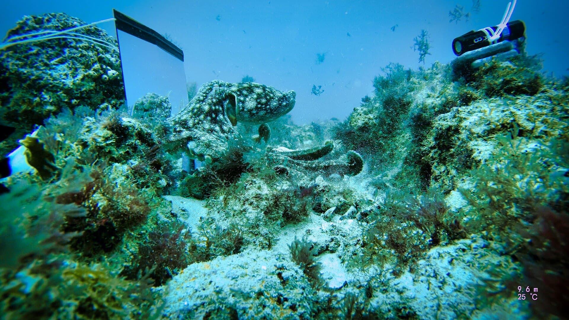 Chobotnice pobřežní (Octopus vulgaris)