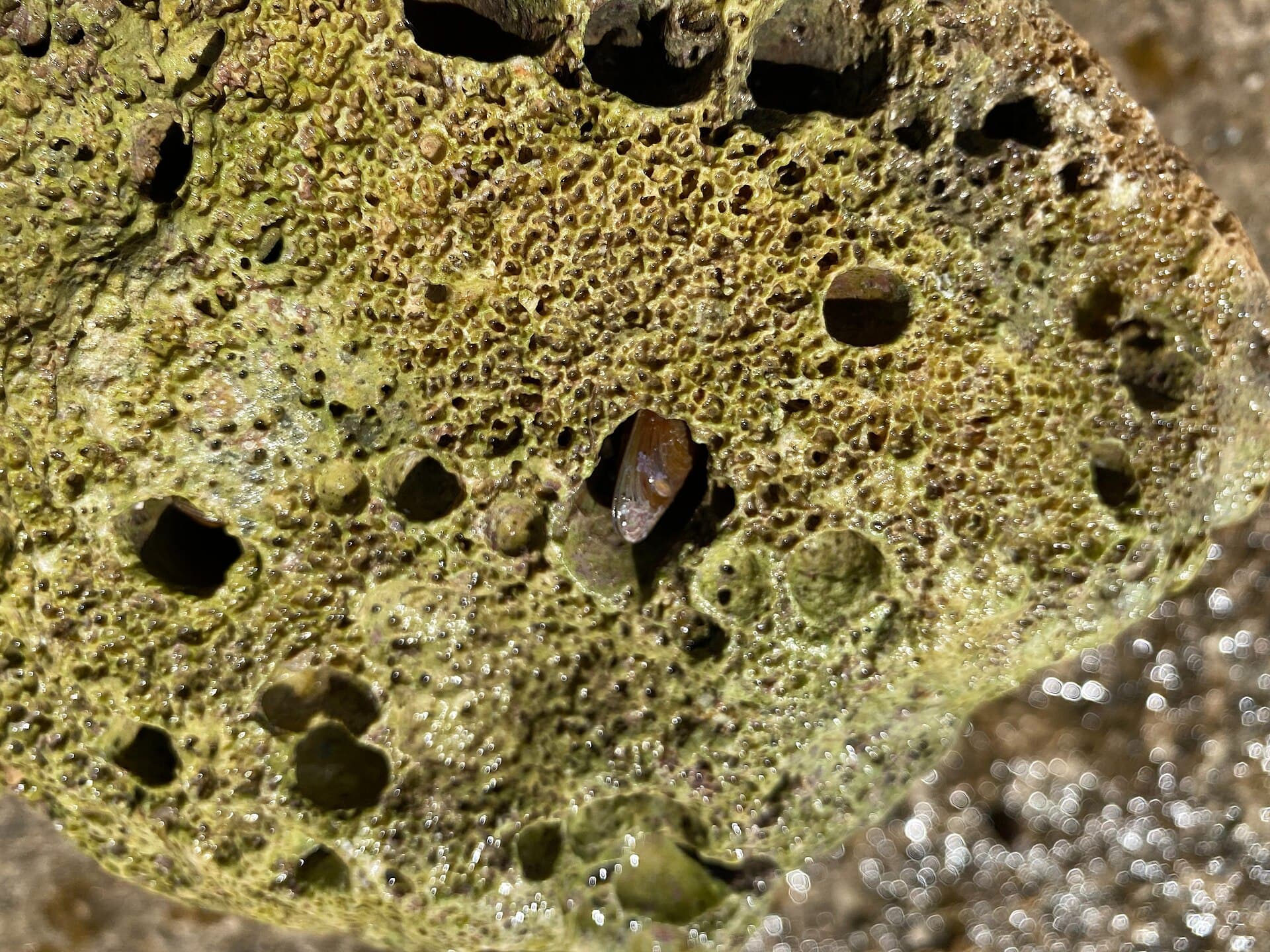 Datlovka mořská (prstac) (Lithophaga lithophaga)