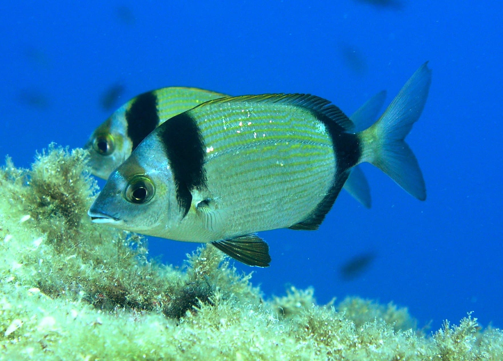 Mořan obecný (fratar) (Diplodus vulgaris)