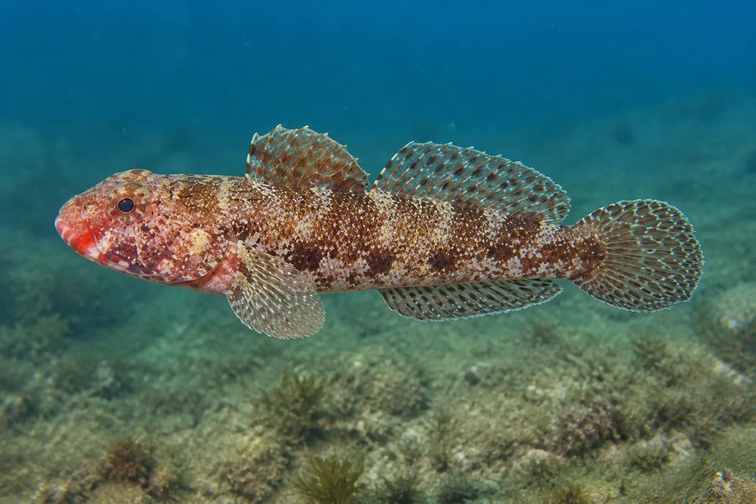 Hlaváč rudoústý (glavoč) (Gobius cruentatus) pod vodou