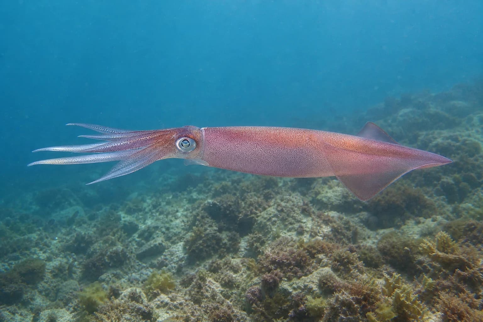 Oliheň obecná (Loligo vulgaris) pod vodou