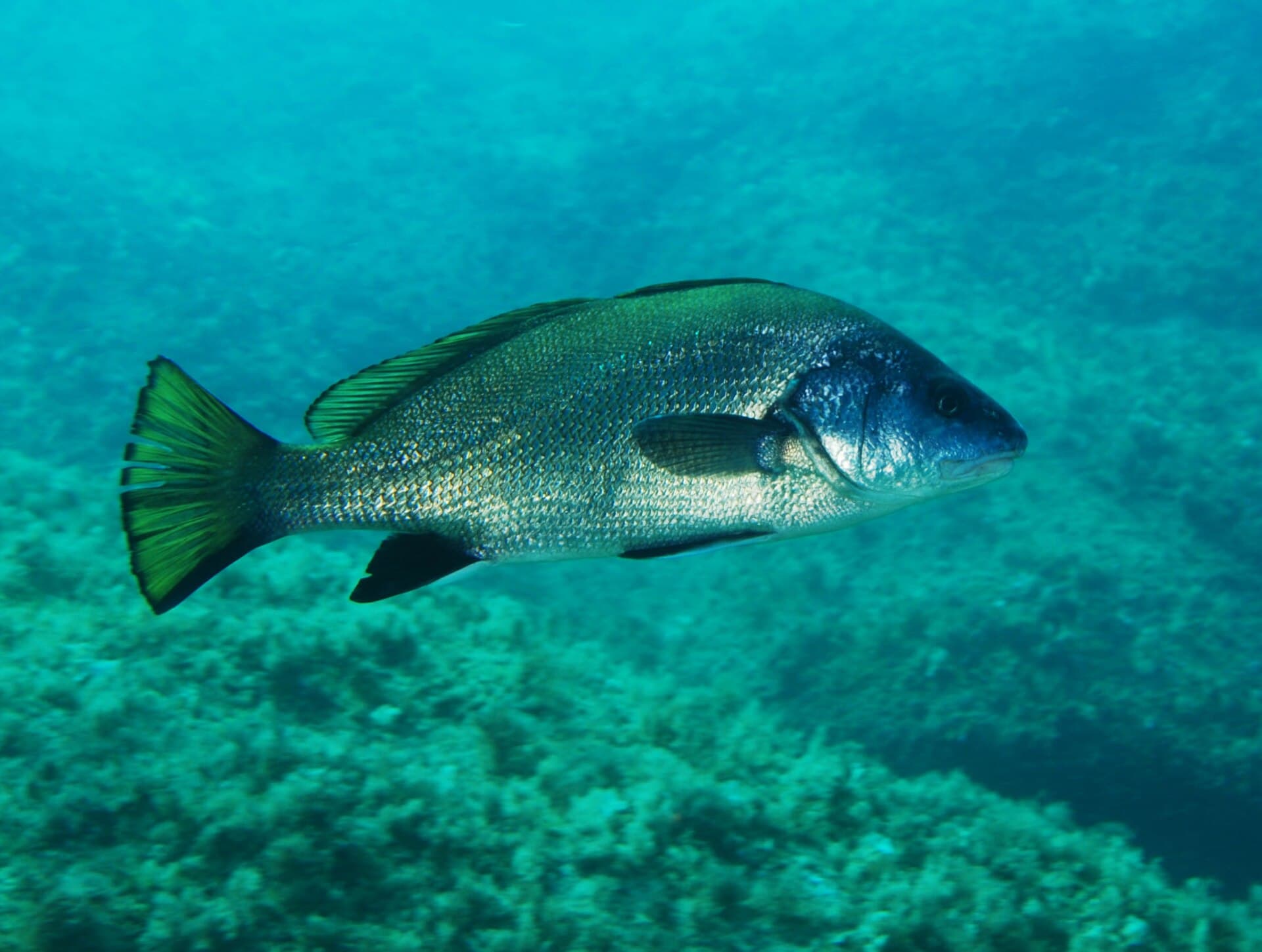 Hrouzovec (kavala) (Sciaena umbra)