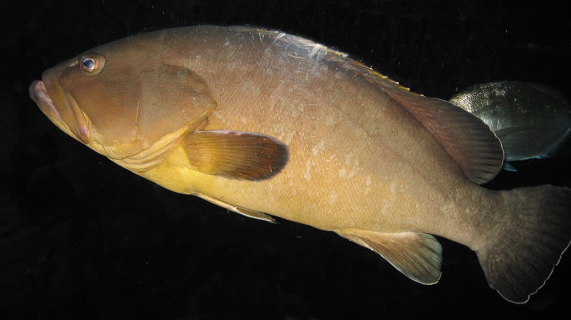 Kanic hnědý (Epinephelus marginatus)