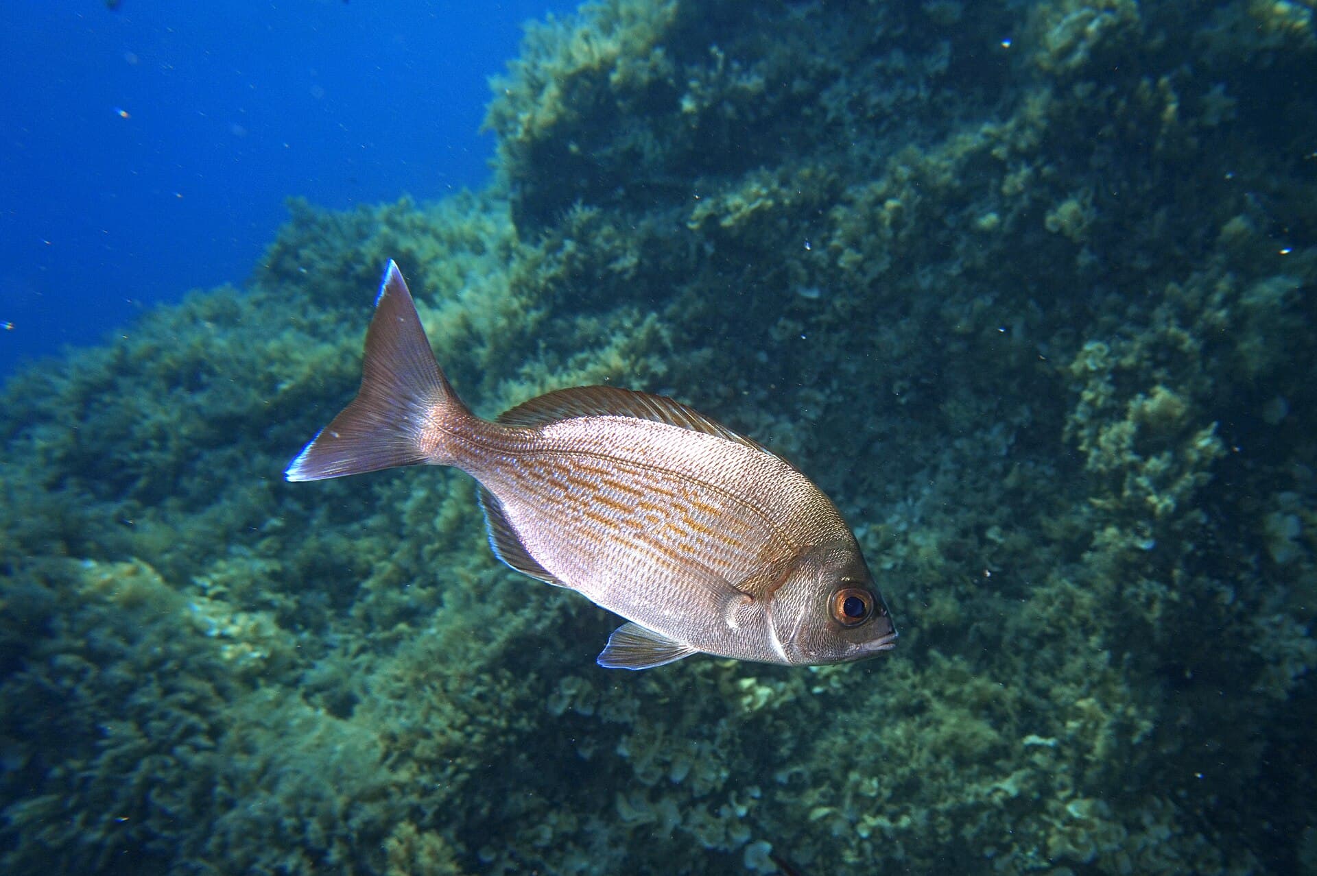 Kantar (Spondyliosoma cantharus)