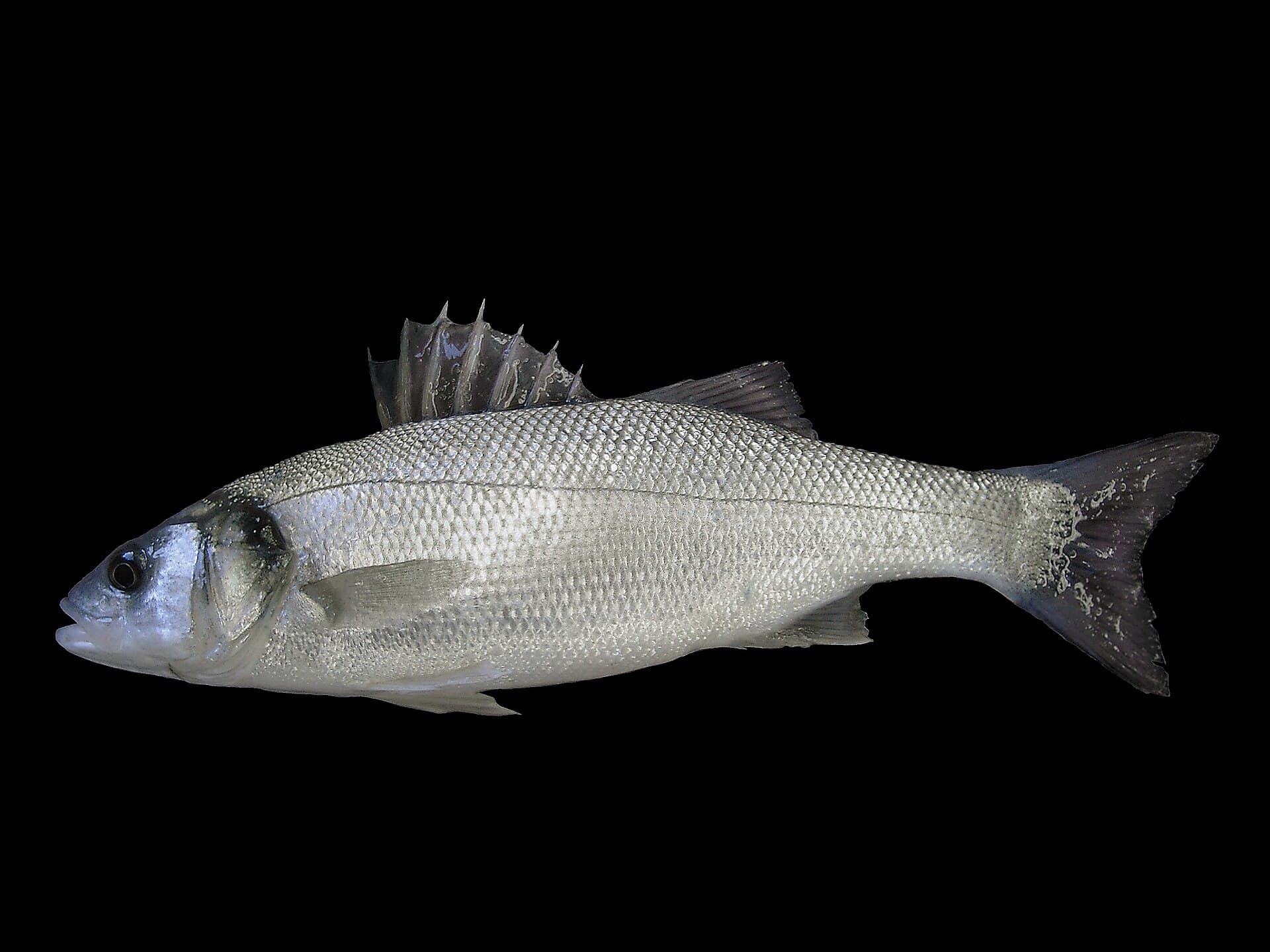 Mořčák evropský (branzino) (Dicentrarchus labrax)