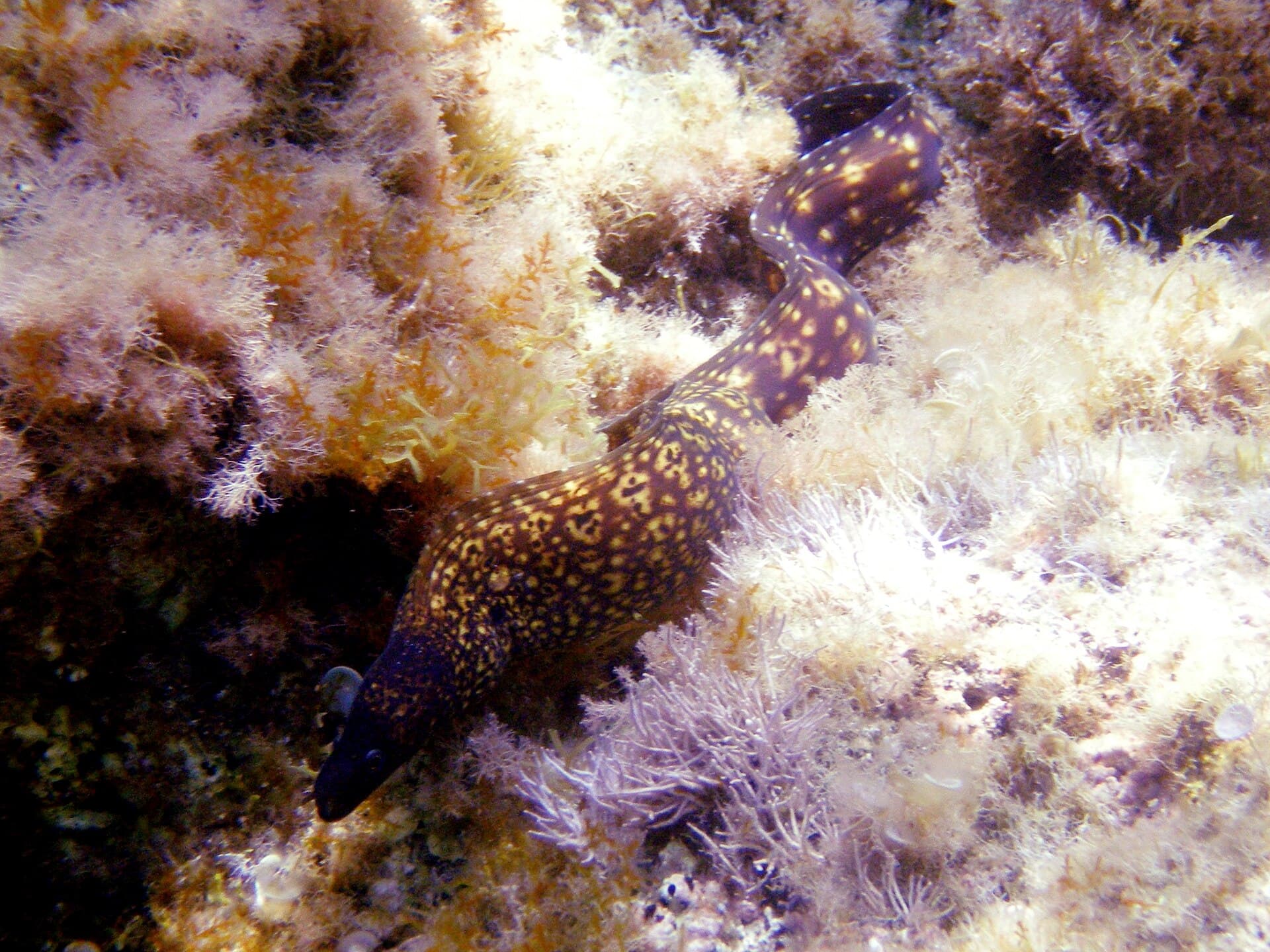 Muréna středomořská (Muraena helena)