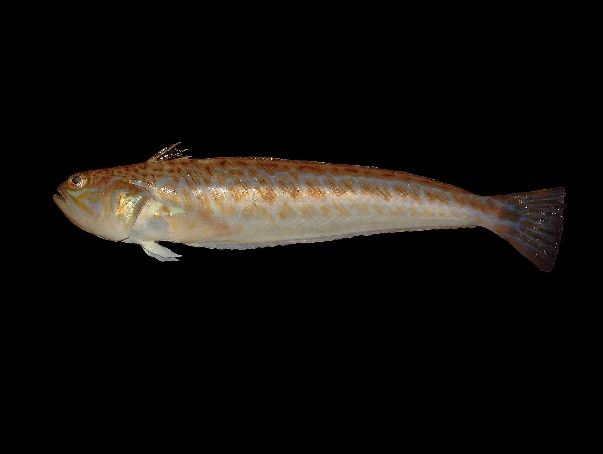Ostnatec drak (pauk) (Trachinus draco)