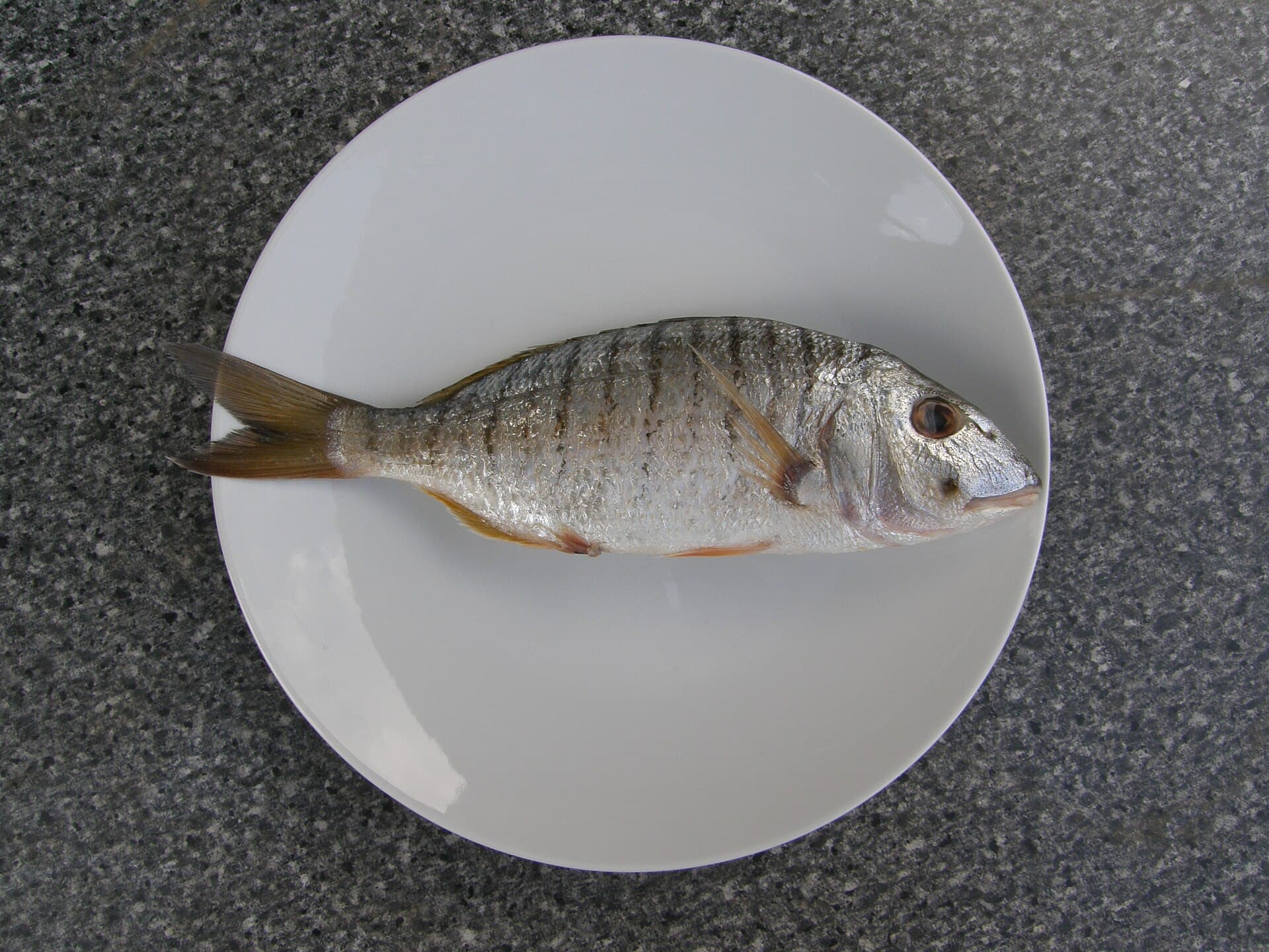 Mořan pruhovaný písečný (ovčice) (Lithognathus mormyrus)