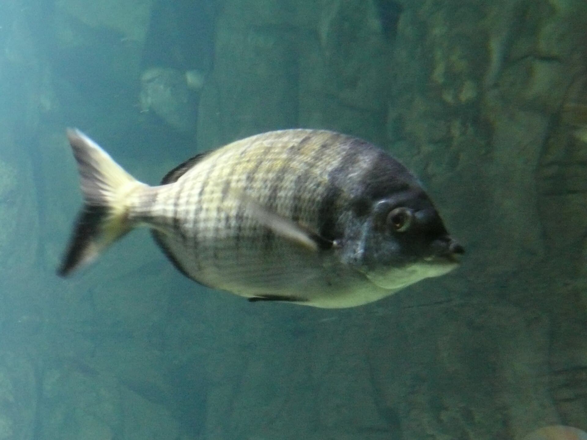 Mořan špičatý (pic) (Diplodus puntazzo)