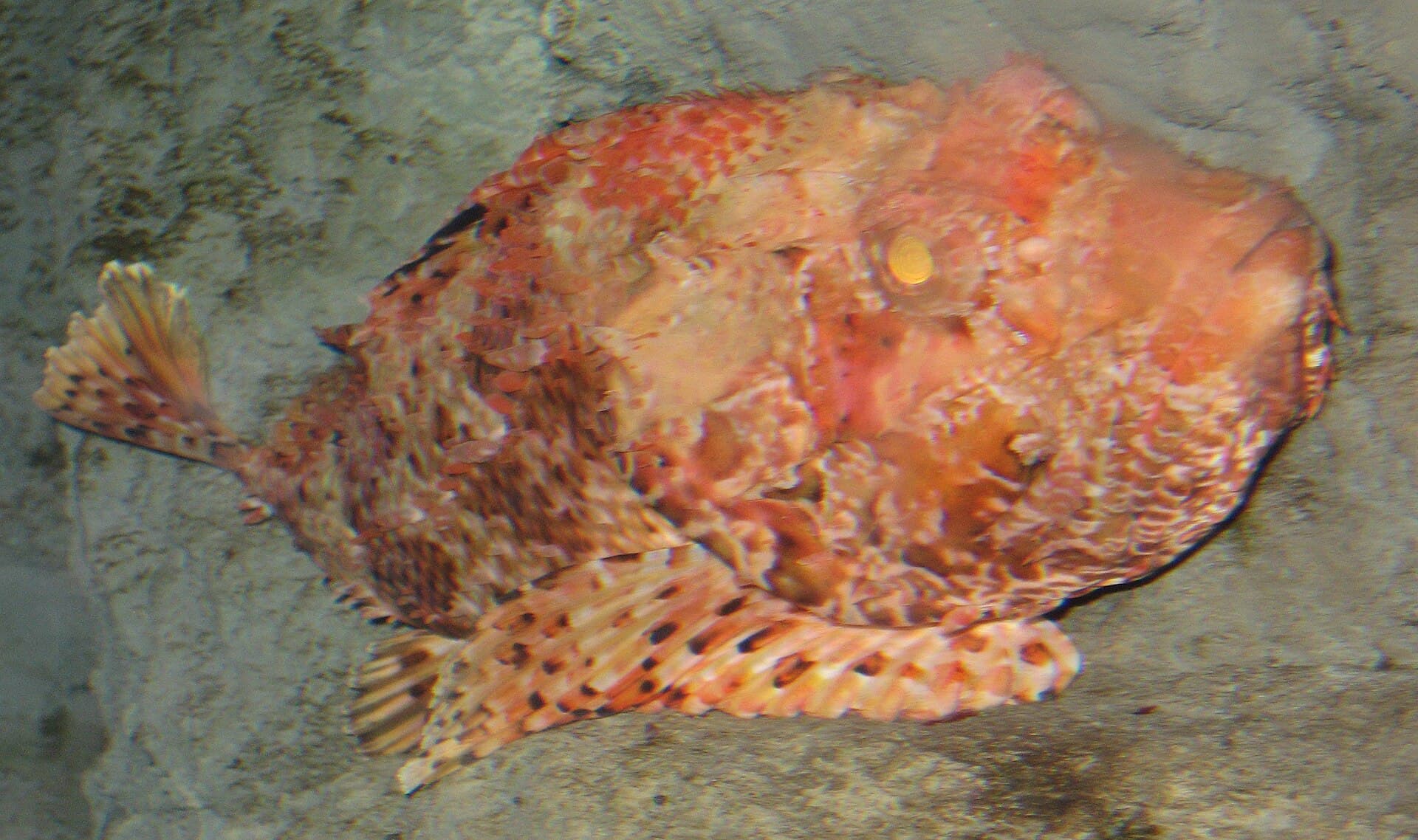 Ropušnice obecná (škrpina) (Scorpaena scrofa)