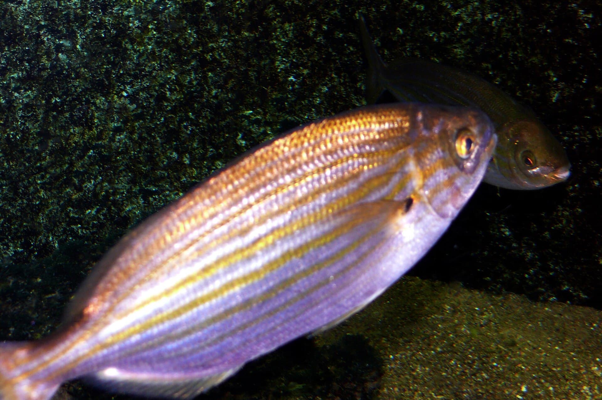 Salema (salpa) (Sarpa salpa)