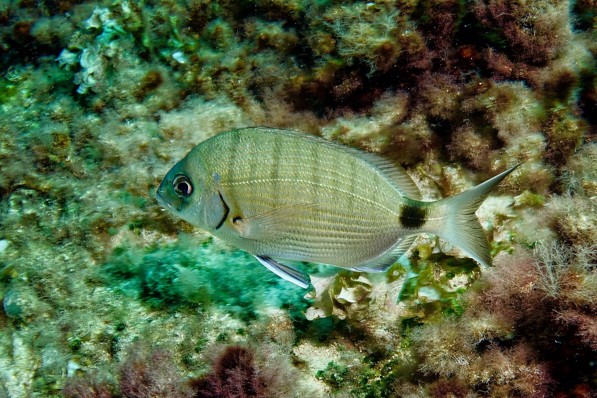 Mořan pruhovaný (sargus) (Diplodus sargus)