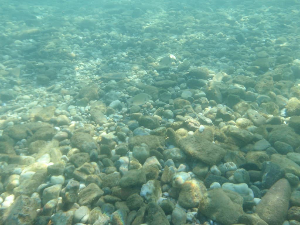 Mořan kroužkovaný (špar) (Diplodus annularis)