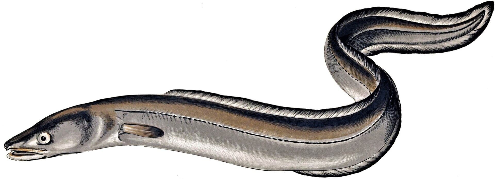 Úhořovec mořský (ugor) (Conger conger)